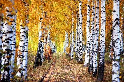 Landscape with forest road path through beautiful golden coloured birch tree grove lit by sunlight in sunny autumn day