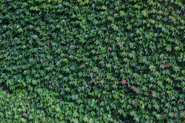 istock green wall of ivy leaves 1182676205