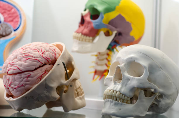 Human Skull Model ,Scientific Human Anatomy Medical Training Teaching Aid.