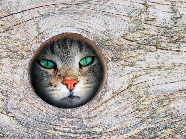 Cat looks through a hole in a tree