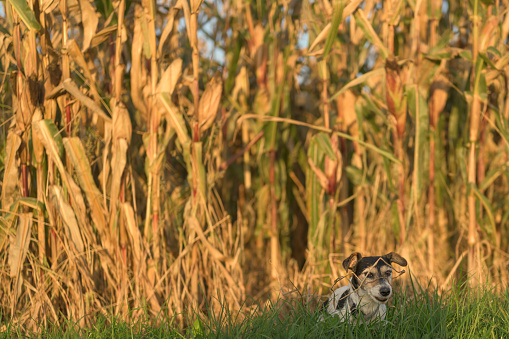 disobedient Jack Russell Terrier Dog has escaped and is sitting in front of a maize field.