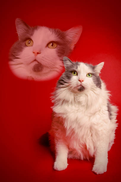 A humorous creation of an 80's style double exposure portrait with a cute whit and gray cat.