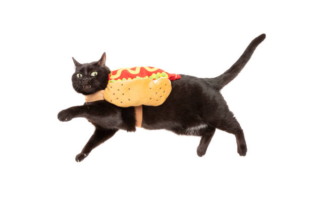wütende katze trägt hot dog kostüm - wearing hot dog costume stock-fotos und bilder