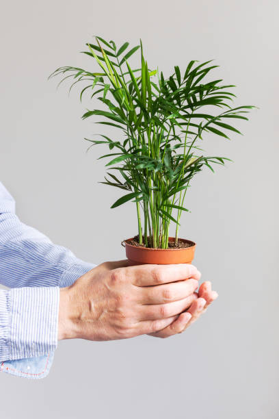istock Dypsis in a pot in male hands 1182683266