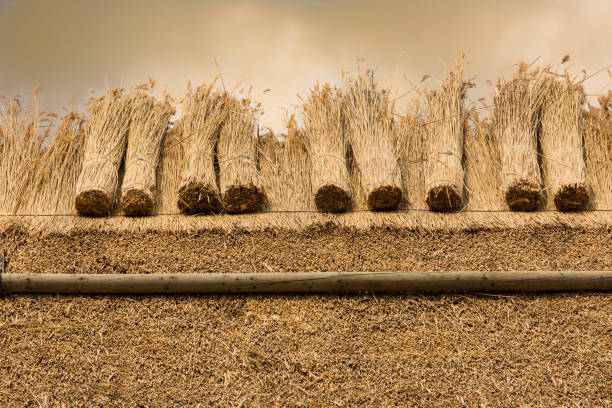 Thatched roof of a house with new straw or reed.At sunset.