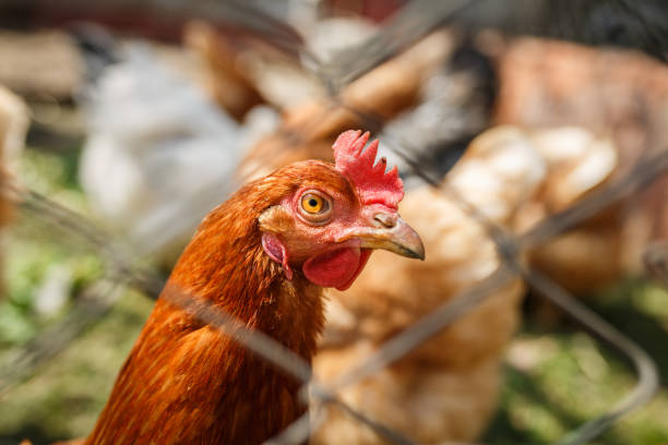 istock domestic poultry, chickens behind the fence 1182684735
