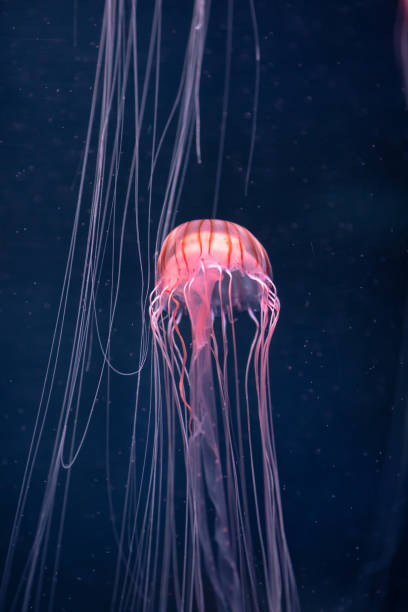 istock glowing jellyfish chrysaora pacifica underwater 1182685678