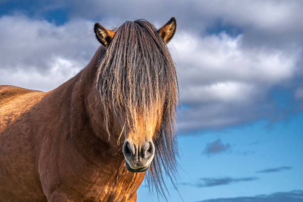 istock funny iceland ponies grazing on a pasture 1182685885