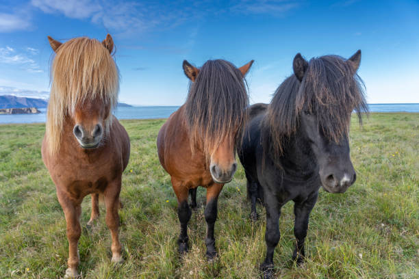 istock funny iceland ponies grazing on a pasture 1182686610