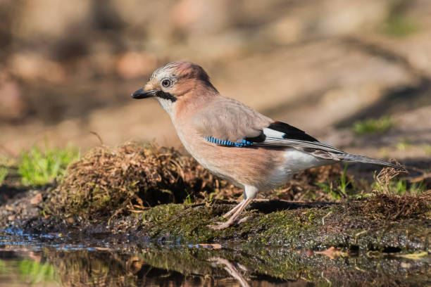 istock Eurasian jay standing on the edge of a pond 1182686796