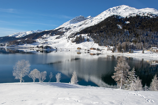 Frozen trees on the shore of Lake Davos, Switzerland