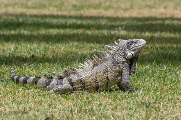 istock A green iguana posing in the grass in Curacao 1182688424