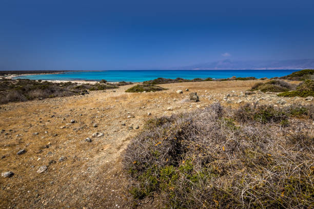 paesaggi dell'isola di chrissy in una soleggiata giornata estiva con alberi secchi, terreno marrone e cielo cristallino blu con foschia. - chrissy foto e immagini stock