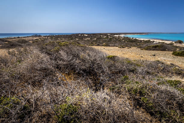 paesaggi dell'isola di chrissy in una soleggiata giornata estiva con alberi secchi, terreno marrone e cielo cristallino blu con foschia. - chrissy foto e immagini stock