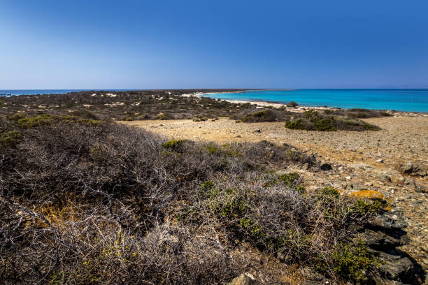 乾燥した木々、茶色の土壌、曇りの青い澄んだ空と晴れた夏の日にクリッシー島の風景。 - chrissy ストックフォトと画像