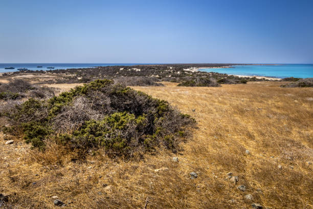 乾燥した木々、茶色の土壌、曇りの青い澄んだ空と晴れた夏の日にクリッシー島の風景。 - chrissy ストックフォトと画像