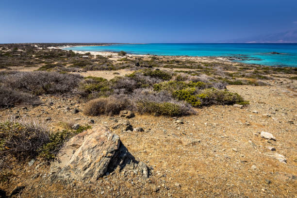 paesaggi dell'isola di chrissy in una soleggiata giornata estiva con alberi secchi, terreno marrone e cielo cristallino blu con foschia. - chrissy foto e immagini stock