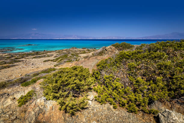 乾燥した木々、茶色の土壌、曇りの青い澄んだ空と晴れた夏の日にクリッシー島の風景。 - chrissy ストックフォトと画像