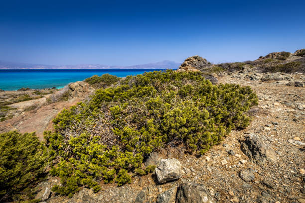 paesaggi dell'isola di chrissy in una soleggiata giornata estiva con alberi secchi, terreno marrone e cielo cristallino blu con foschia. - chrissy foto e immagini stock