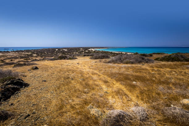 乾燥した木々、茶色の土壌、曇りの青い澄んだ空と晴れた夏の日にクリッシー島の風景。 - chrissy ストックフォトと画像