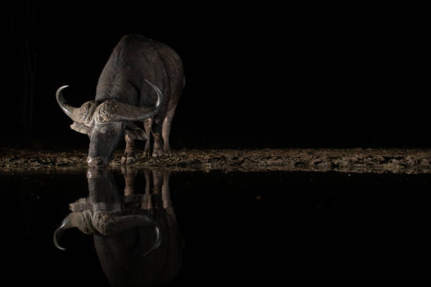 afrykański bufflo picia z wodociągów w nocy - ox tail zdjęcia i obrazy z banku zdjęć