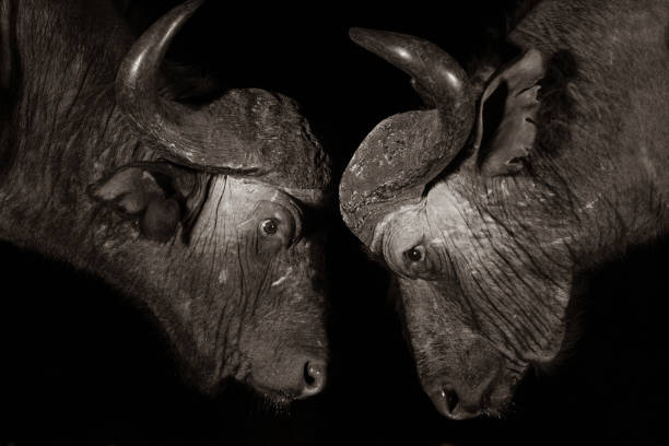 istock Two African buffalos confronting each other in the dark 1182689718