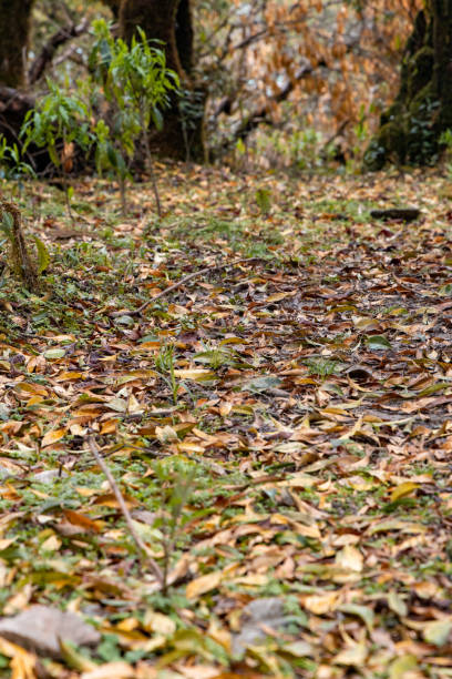 istock Yello and orange fall leaves 1182690145