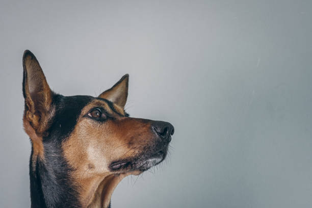 istock Stray mongrel rescued thai dog resting soft grey background 1182690370