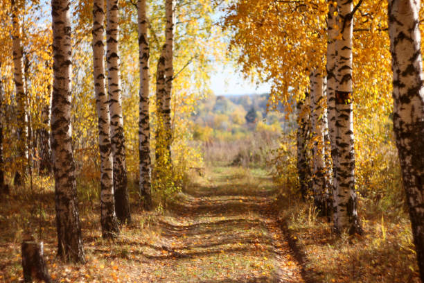 Landscape with forest road path through beautiful golden coloured birch tree grove lit by sunlight in sunny autumn day