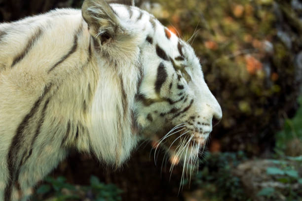 istock Rare Bengal white tiger 1182690385