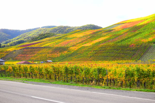 istock colorful terraced vineyards in autumn, Ahrtal 1182691420