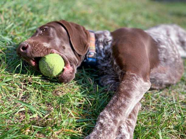 istock Dog with green ball 1182692044