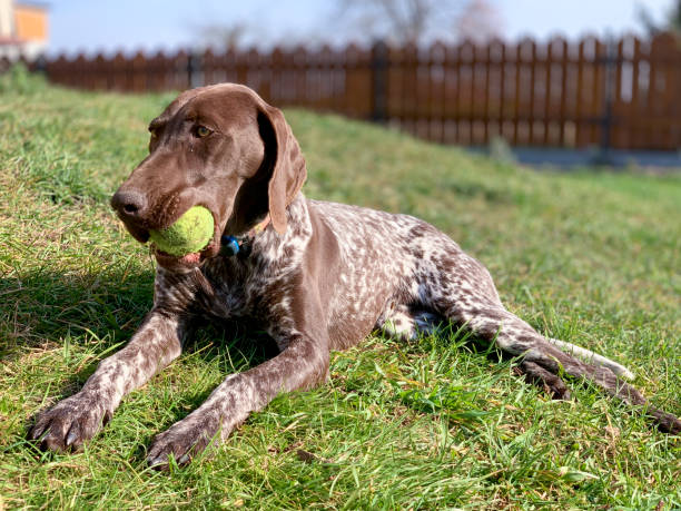 istock Dog with green ball 1182692197