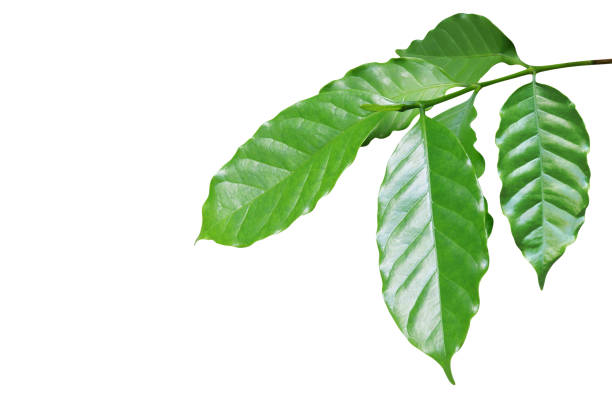 istock Fresh Green Coffee Leaves Isolated on White Background 1182692311