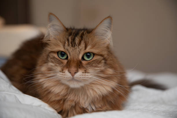 istock Siberian Cat Prefers Sleeping in a Big Bed 1182694149