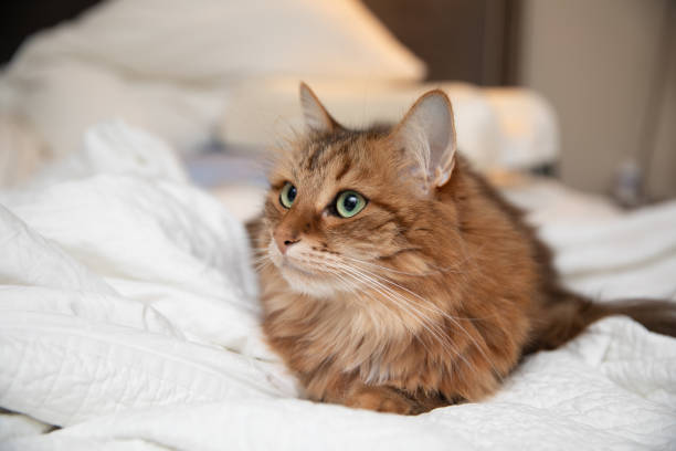istock Siberian Cat Prefers Sleeping in a Big Bed 1182694150