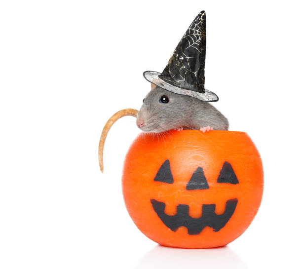Decorative rat with witch hat sits in orange Halloween candlelight on a white background.