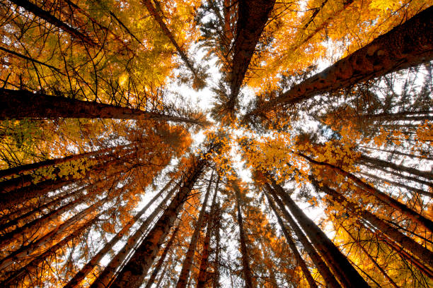 vista de ángulo bajo de los árboles en otoño - rainforest redwood sequoia footpath fotografías e imágenes de stock