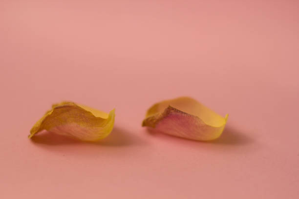 istock Beauty Fallen Rose Petals 1182696893