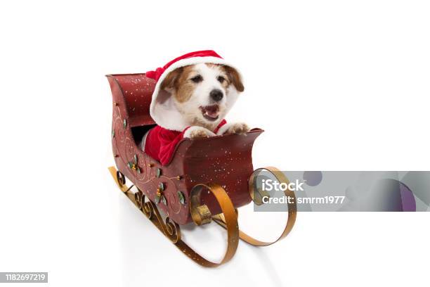 Louis Vuitton Pet Carrier With Dog Stock Photo - Download Image Now - Dog,  Luxury, Louis Vuitton - Designer Label - iStock