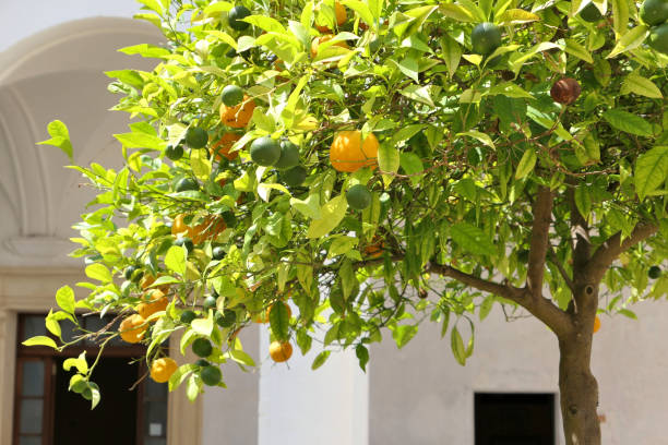 istock Orange tree growing in Ciutadella old town 1182698574