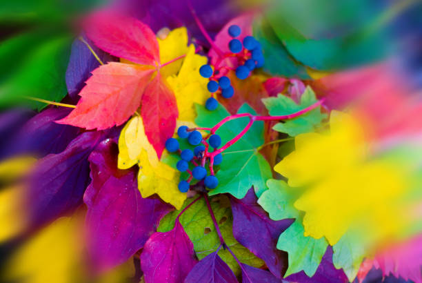 istock Soft focus, blurred, autumn background from colorful leaves, bright fall 1182698868