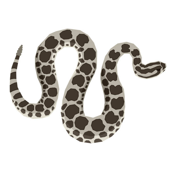 野生動物コレクショ��ン マッササガ ガラガラヘビ 幾何学的なオブジェクト - rattlesnake snake nature animals and pets点のイラスト素材／クリップアート素材／マンガ素材／アイコン素材