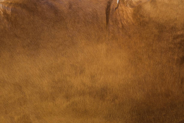 Brown cow leather background texture, natural fabric concept closeup