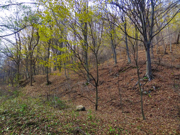 istock A Sight of One Young Tree in a Forest during Autumn 1182700277