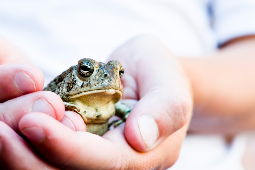 A child holds a small green pond frog in his hand