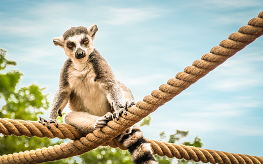 Colorful image with one ring-tailed lemur that is sitting on thick rope, Face looking in your direction. Blue sky with white clouds background. Green tree blurred in the background.