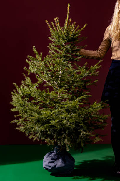 istock Unrecognizable Woman Holding Christmas Tree 1182700976