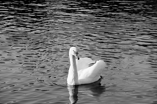 A black and white photograph of a mute swan swimming peacefully in a lake. Space on both sides and above the bird for copy and cropping.