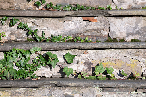 Old stone (including slate) steps or staircase with green ivy on the street outside the entrance to a home in Bergen, Norway.